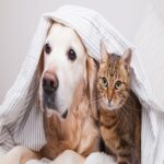 Cancer in dogs