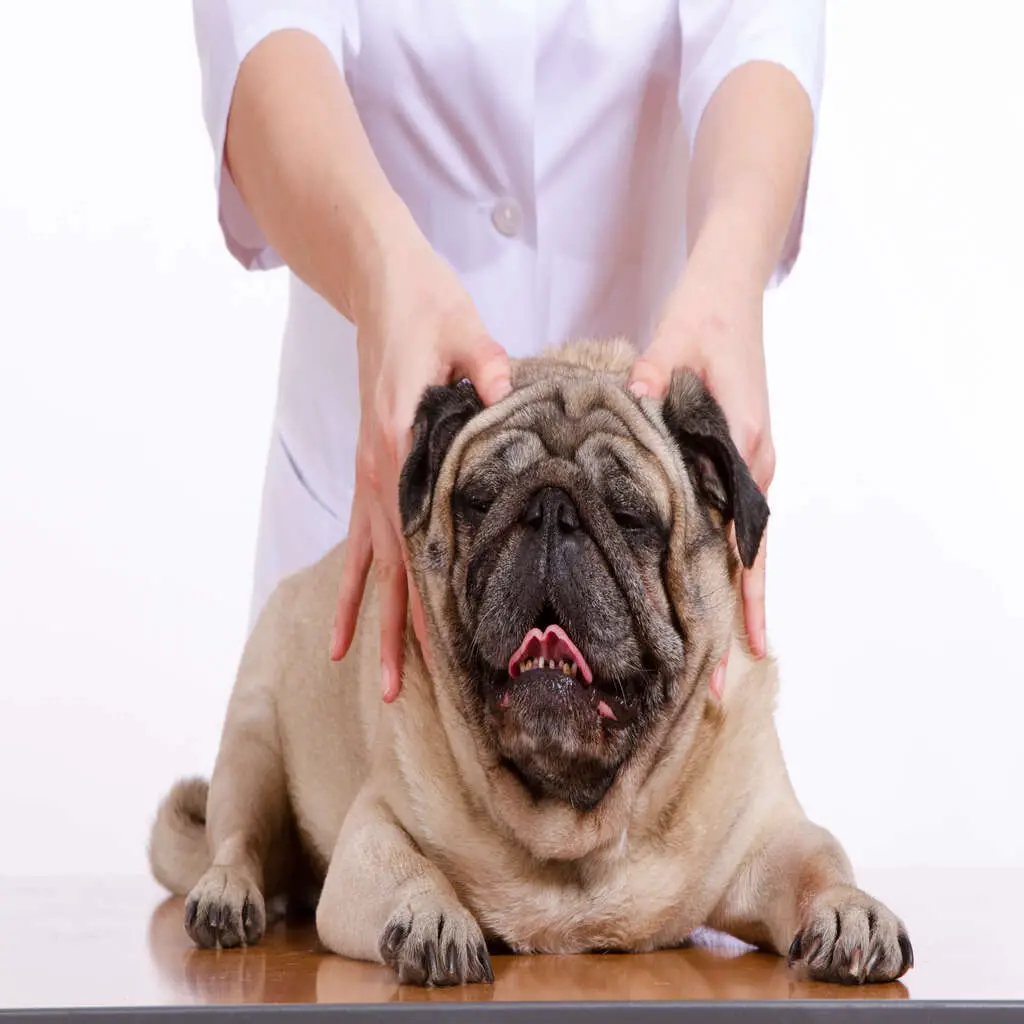 The Art of Dog Massage: Expert Tips for a Happy, Relaxed Pup