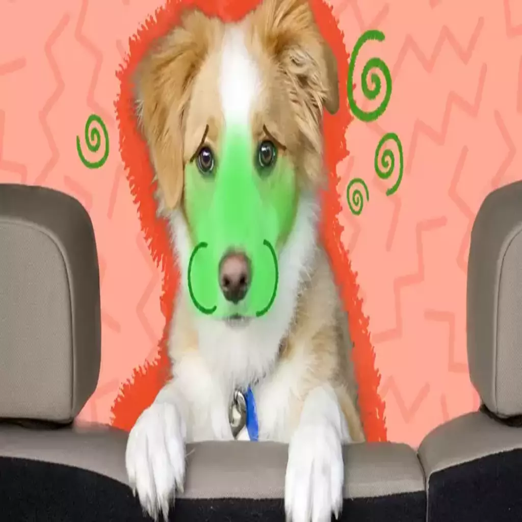 Helping Your Pup Overcome Motion Sickness: A Guide for Pet Parents