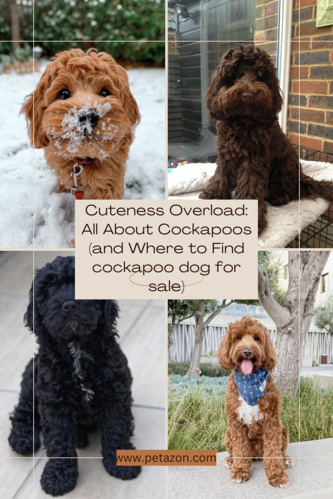 Cuteness Overload: All About Cockapoos (and Where to Find cockapoo dog for sale)