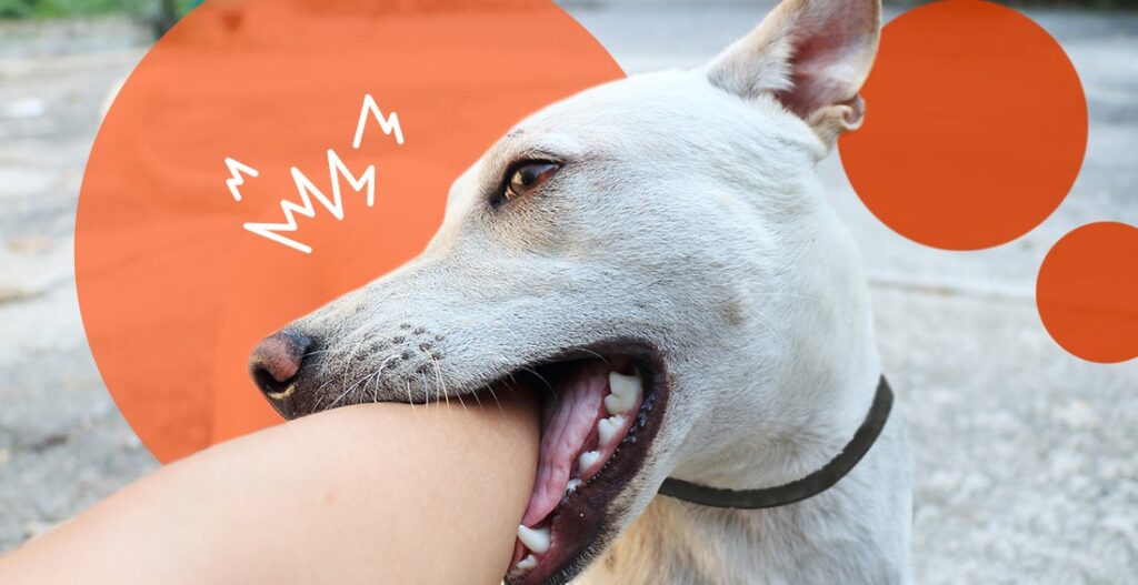 Dog Bite Prevention