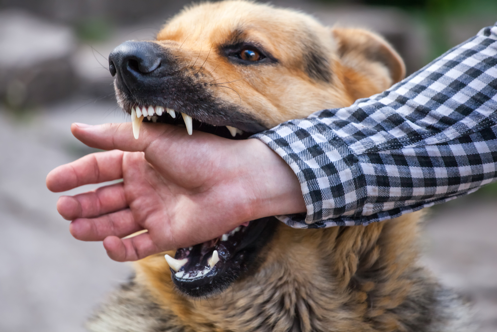 Dog Bite Prevention
