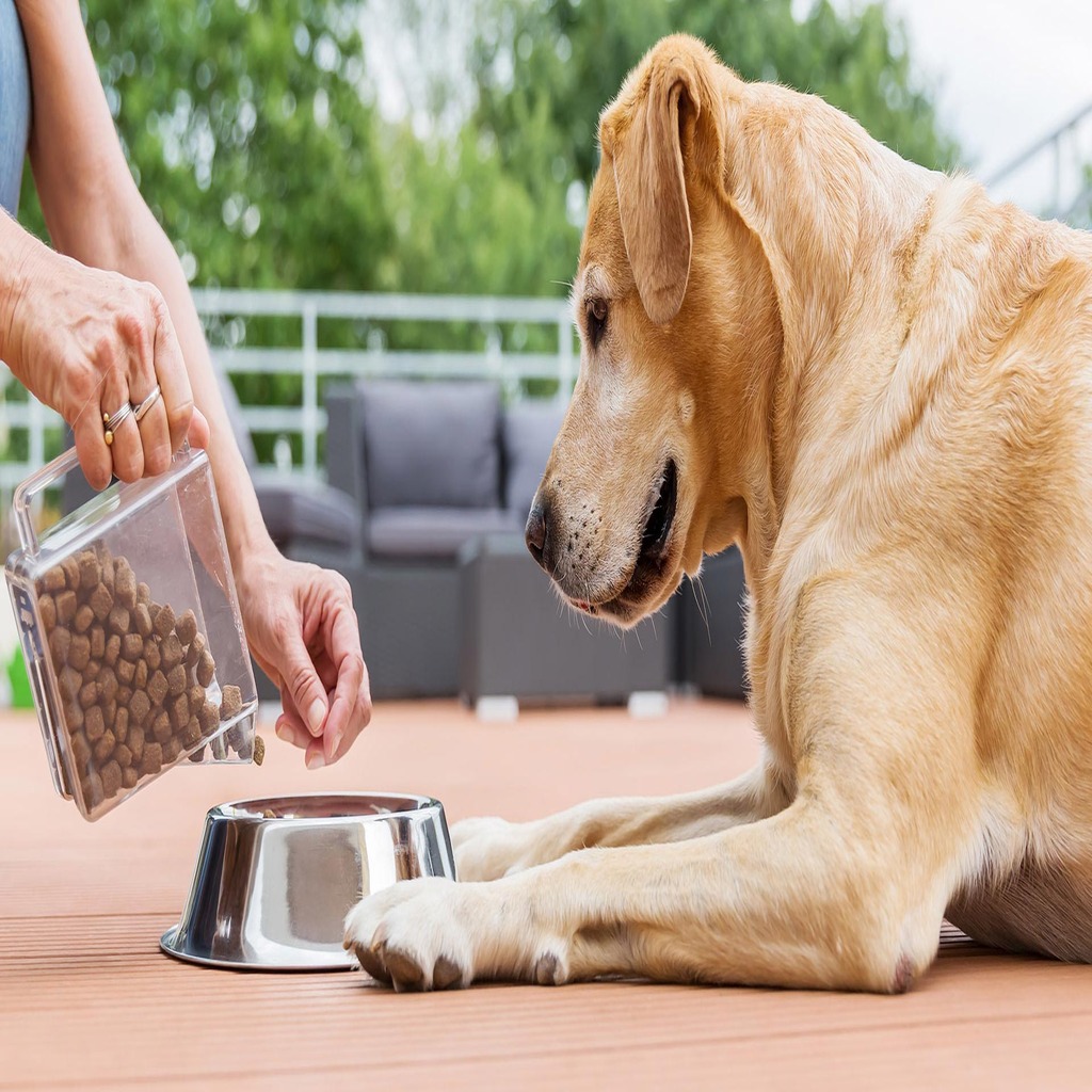 Choosing The Best Dog Food: A Perfect Guide