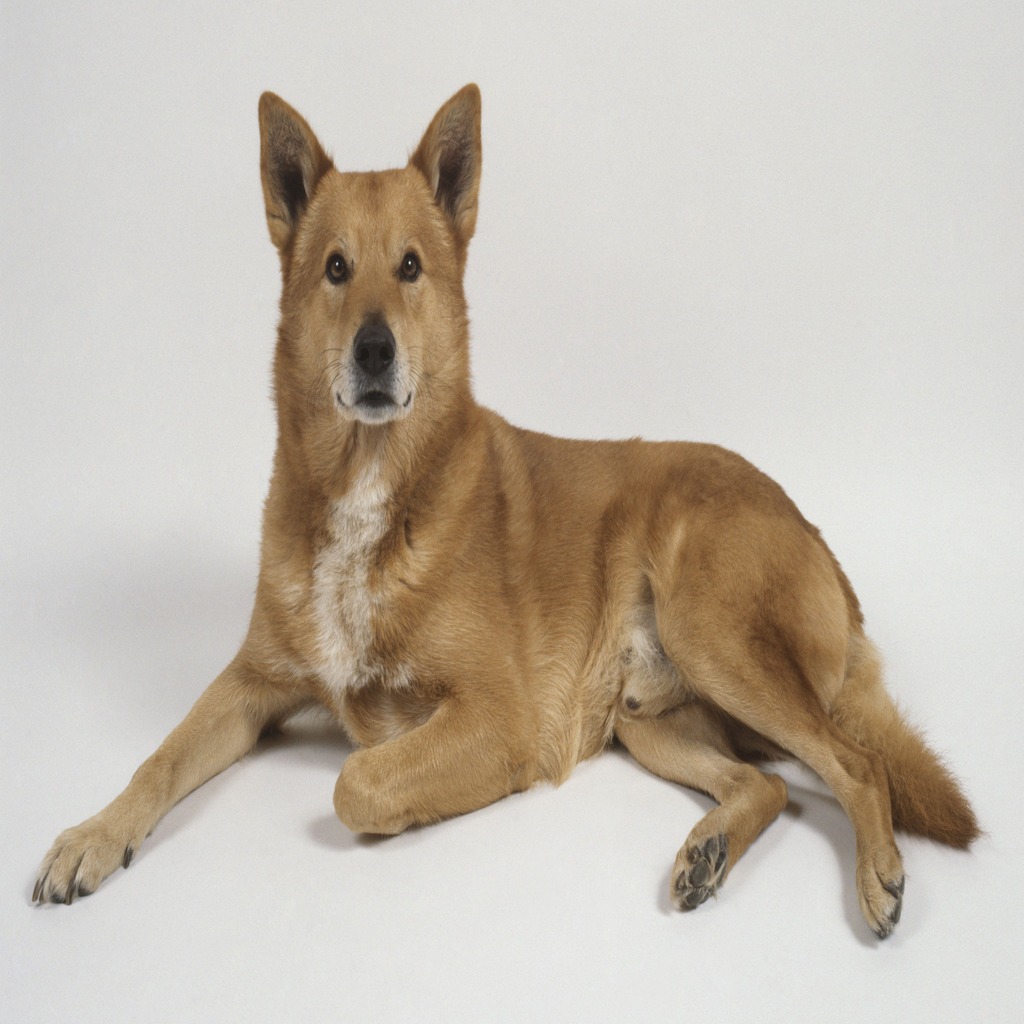 The Canaan Dog