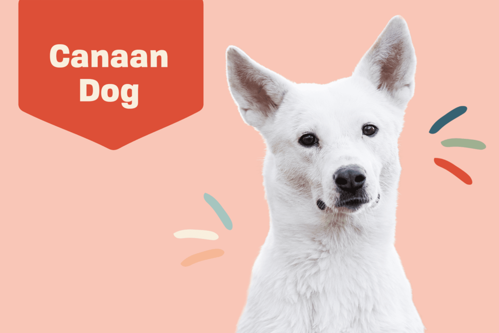 The Canaan Dog