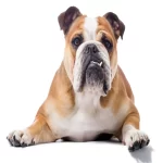 The Bulldog