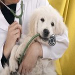 Veterinary chiropractic care : Perfect Guide Veterinary chiropractic care