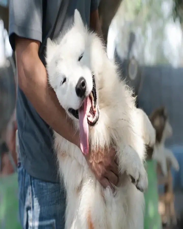 The Samoyed