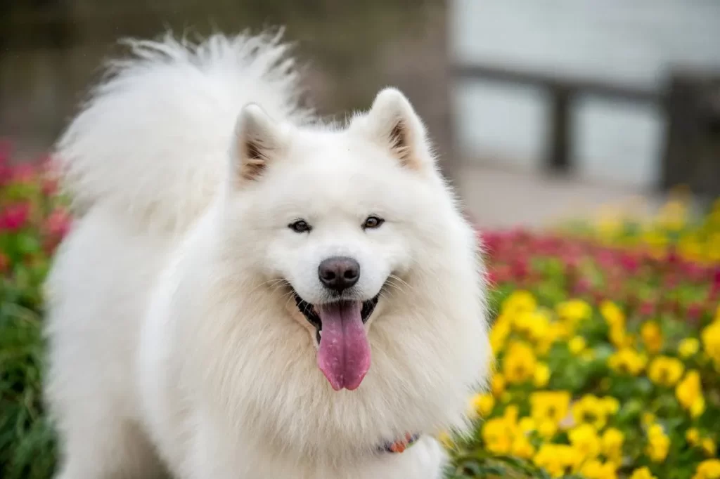 The Samoyed