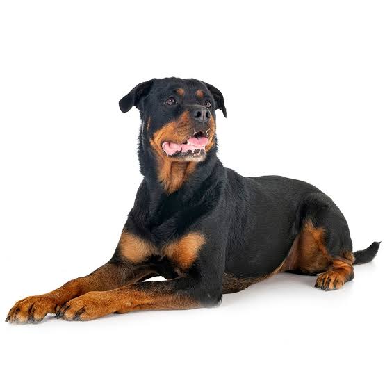 The Rottweiler