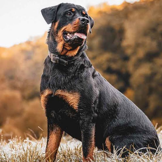 The Rottweiler