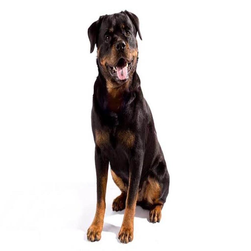 The Rottweiler