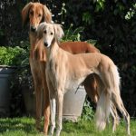 The Saluki