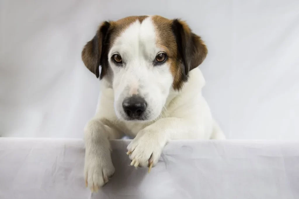 Careers with canines