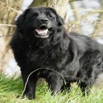 Newfoundland Dog