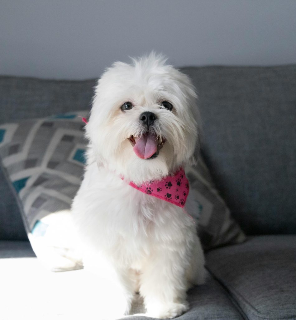 The Shih Tzu