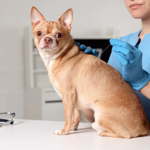 Canine Acupuncture
