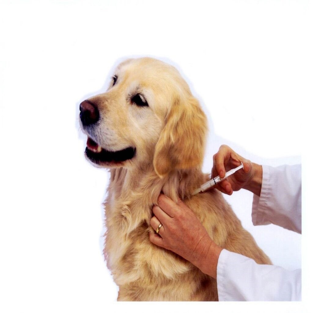 Puppy viruses