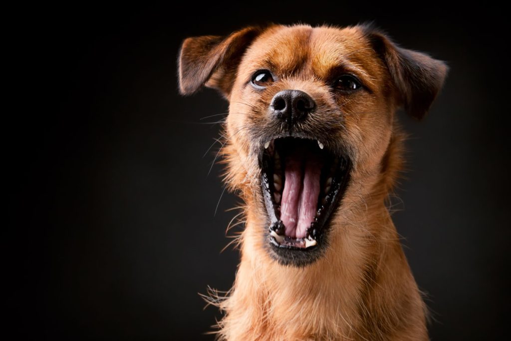 zoonotic diseases dog