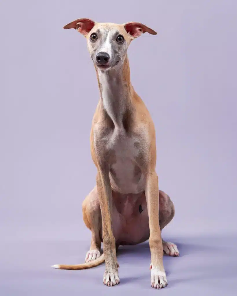 The Whippet
