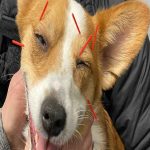 Canine Acupuncture