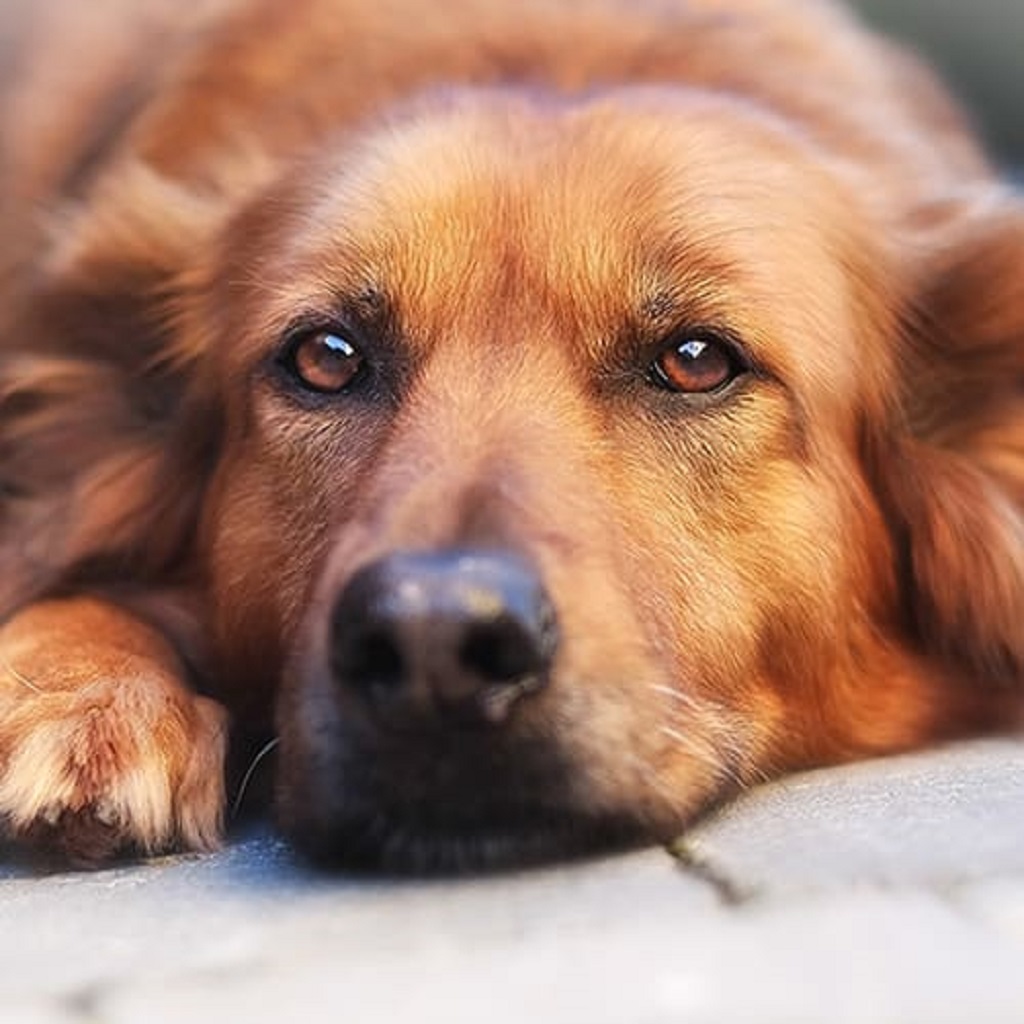 zoonotic diseases dog