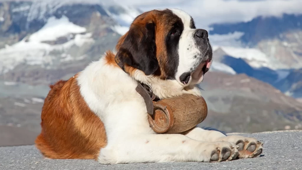 The St Bernard