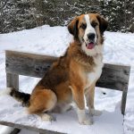 The St Bernard