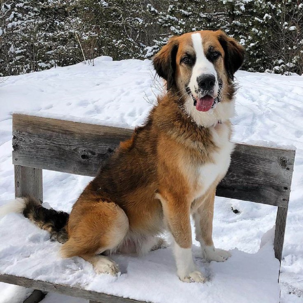 The St Bernard
