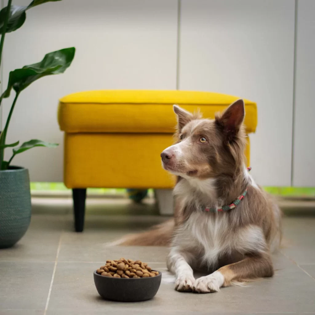 Intestinal Upsets in Dogs