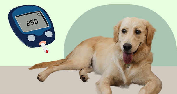 Canine diabetes in dogs