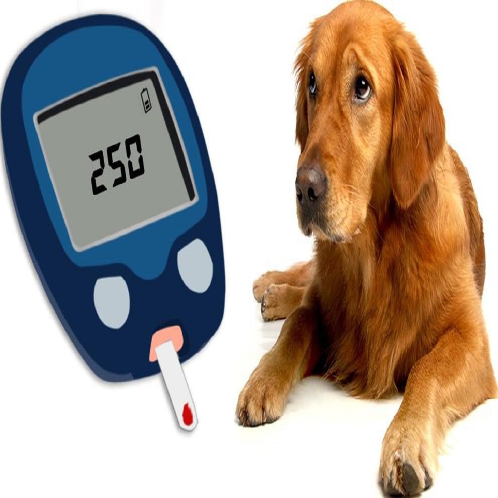 Canine diabetes in dogs