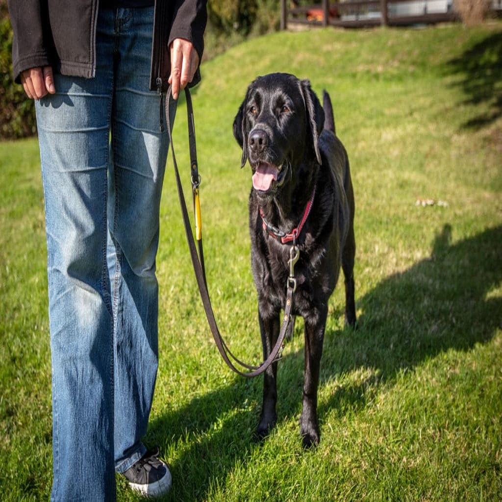 Dogs Responsibility