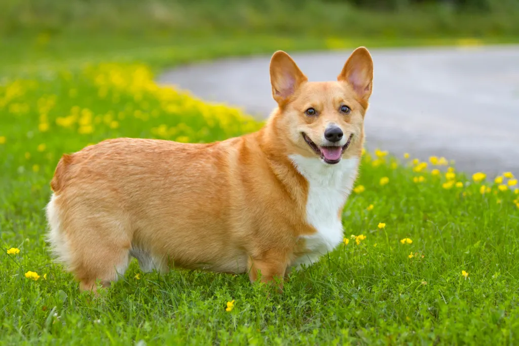 Ohio Dog laws