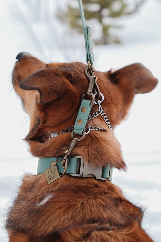 The Prong Collar