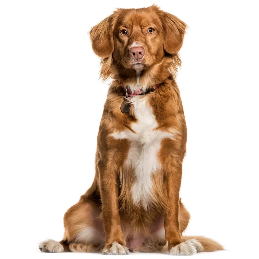 Nova Scotia Dog