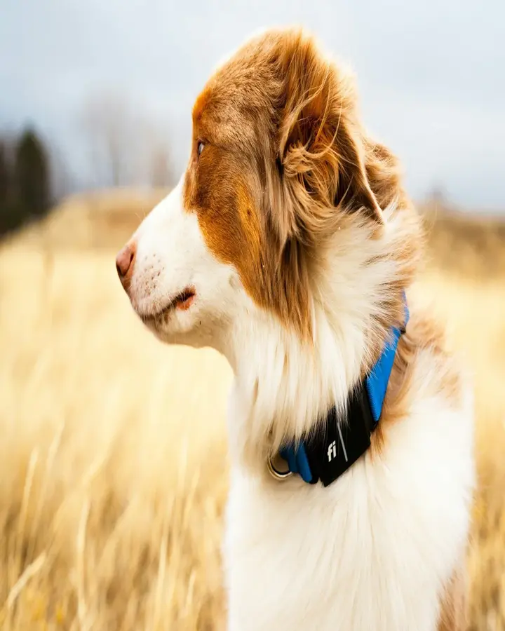 The Prong Collar