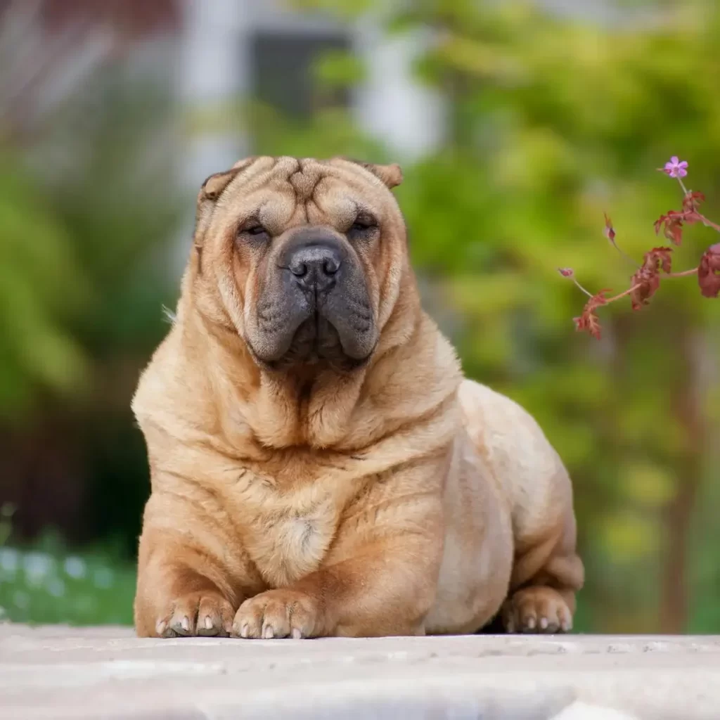The Shar Pei