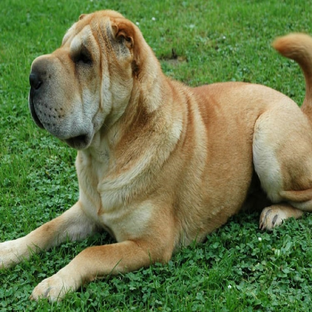 The Shar Pei