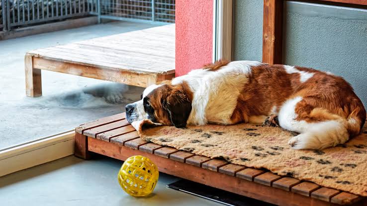 Choosing A Kennel