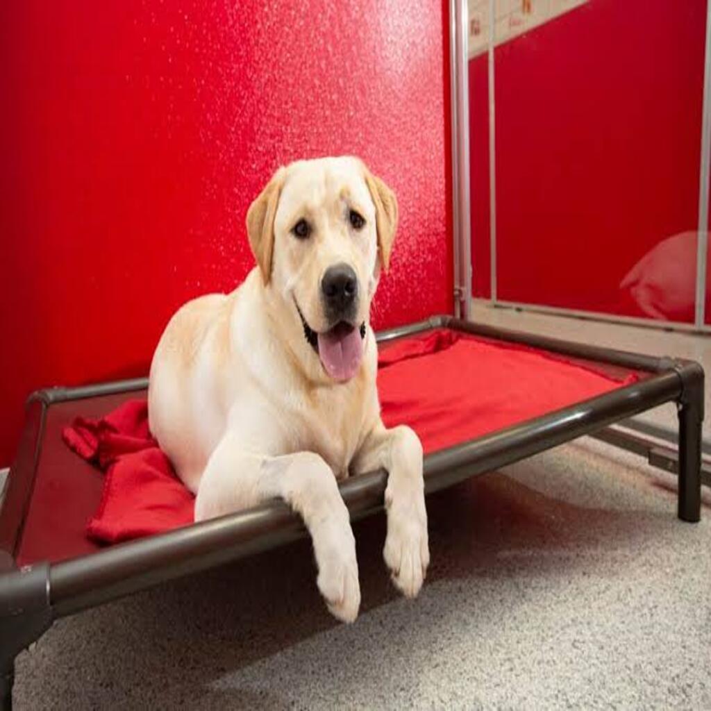 Choosing A Kennel
