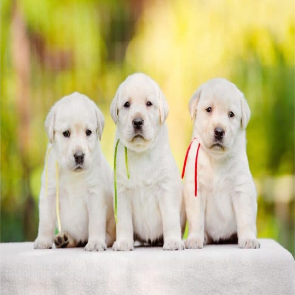 Picking the Perfect Puppy