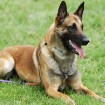 Belgian Shepherd