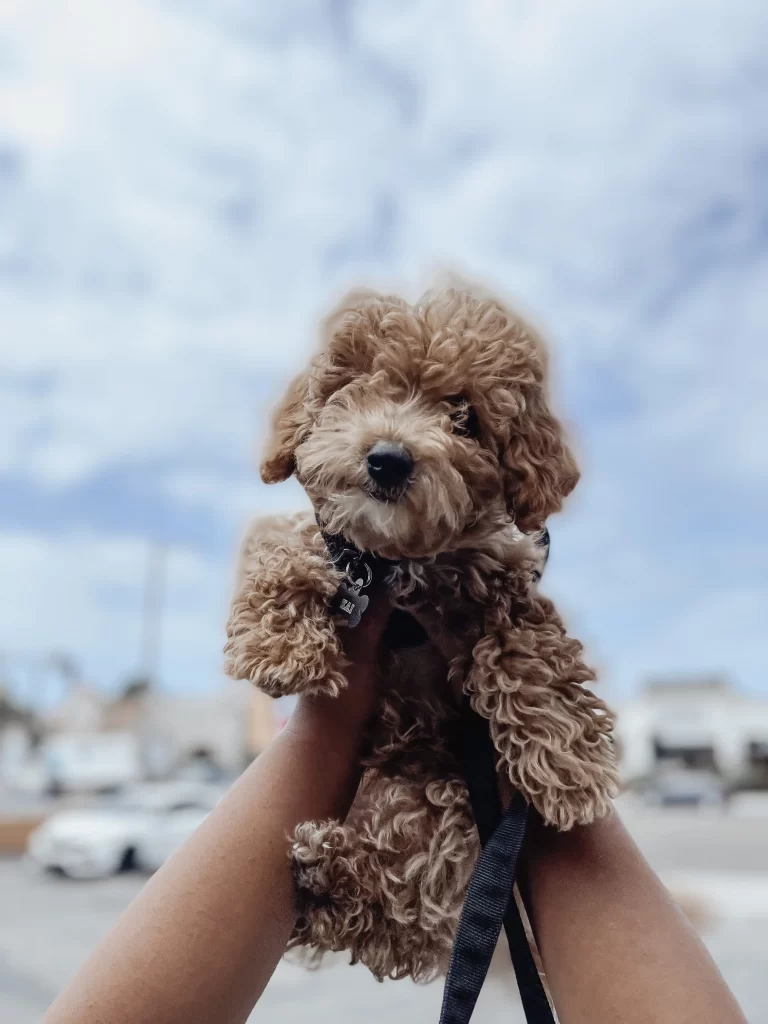 Bringing Home A New Puppy