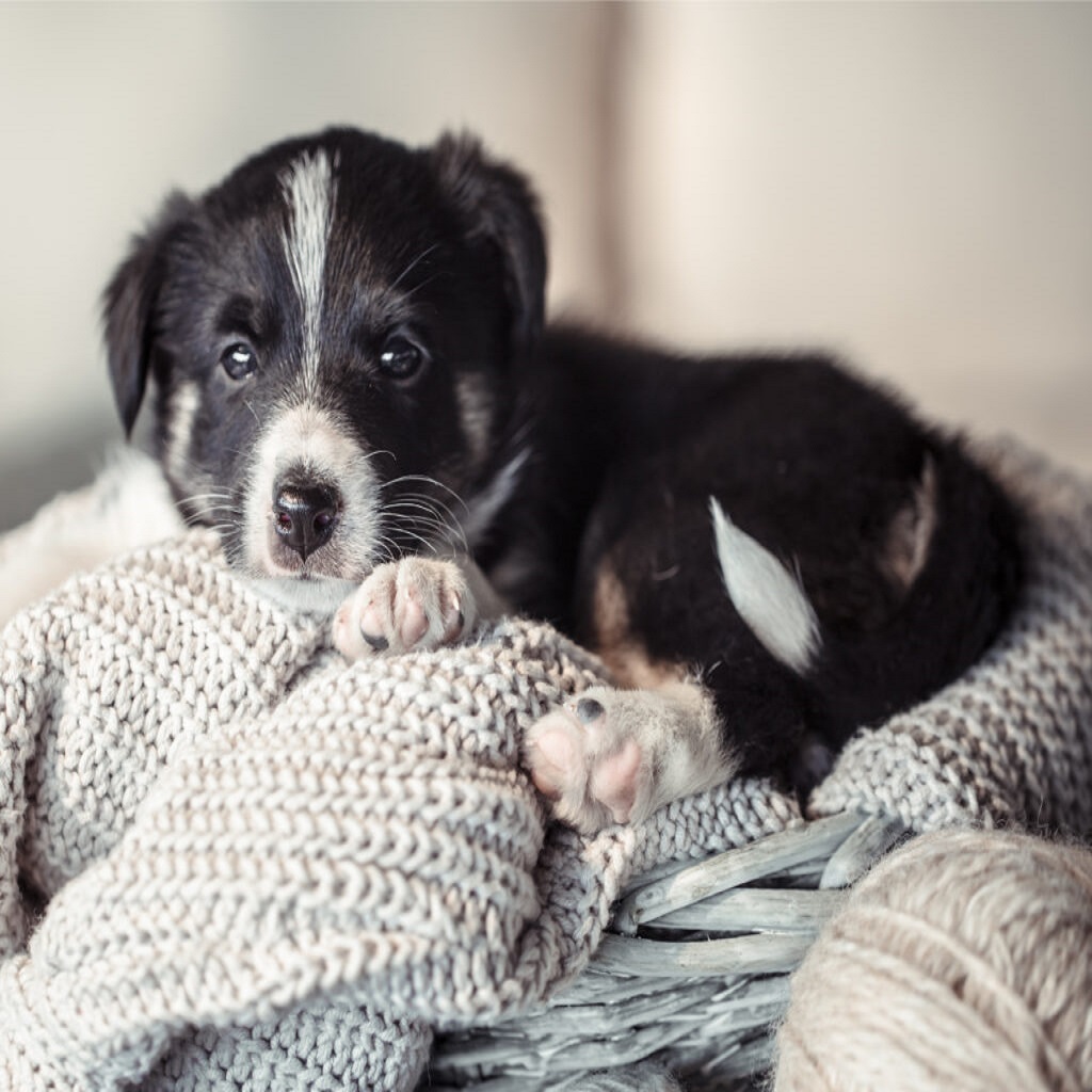 joys and frustrations of new puppies