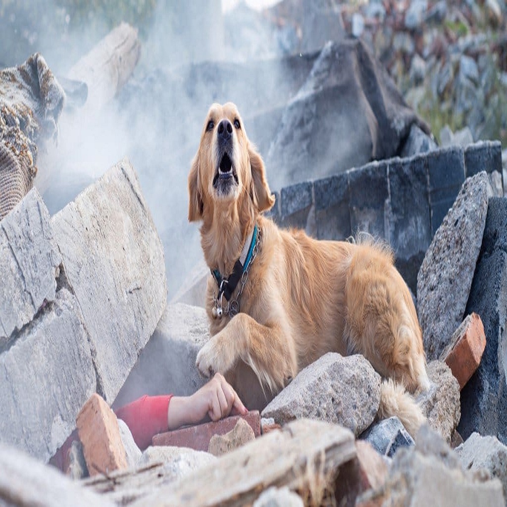 Search and rescue dogs