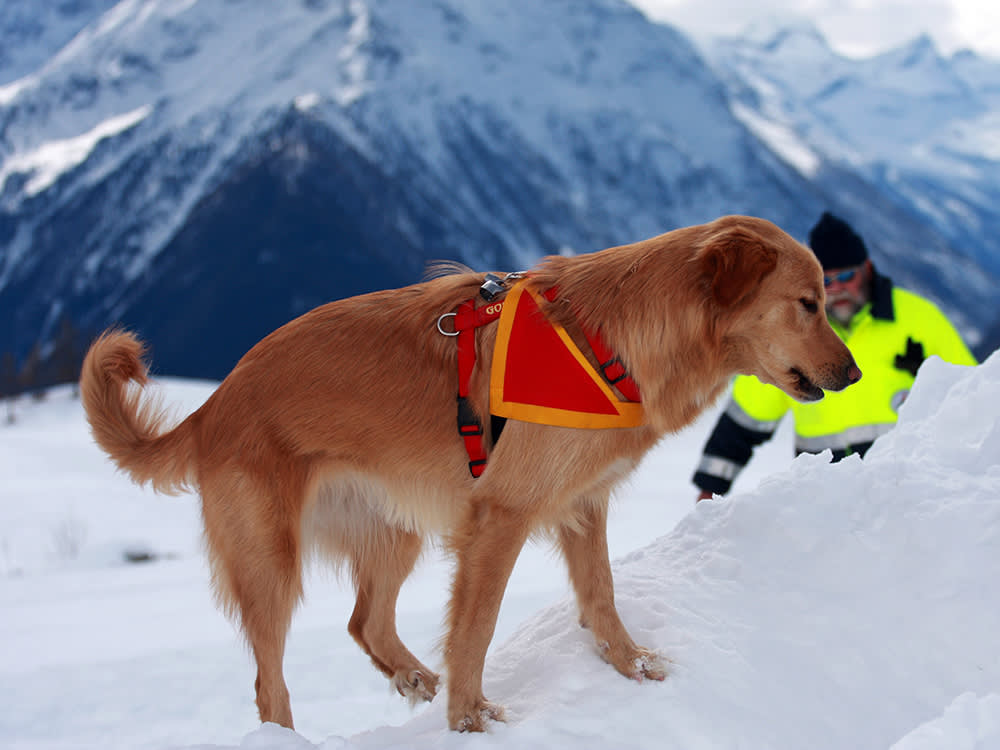 Search and rescue dogs