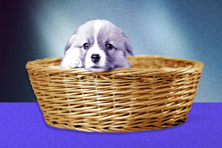joys and frustrations of new puppies