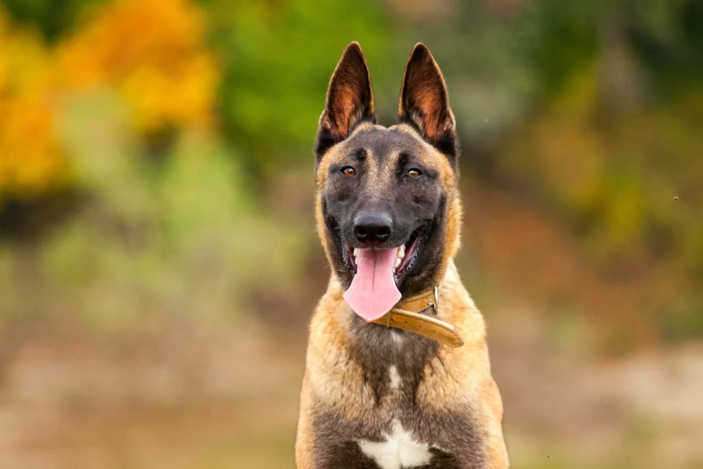 Belgian Shepherd
