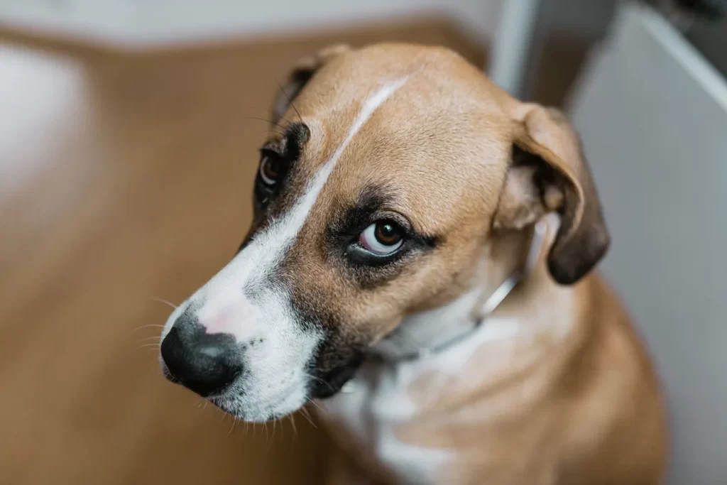Canine Communications